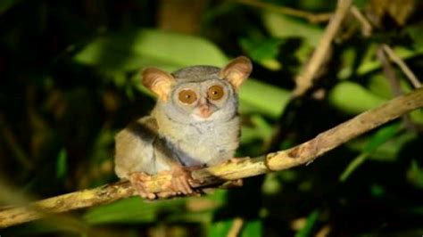 Tarsius Tumpara Expedition