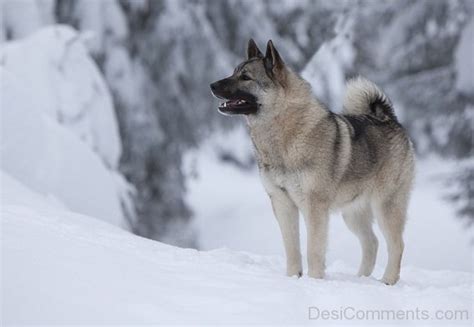 Norwegian Moose Dog Image - Desi Comments