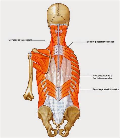 Anatom A De La Columna Vertebral Columna Vertebral Ligamentos Y