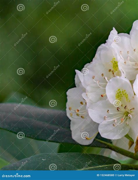 Abstract View of Great Rhododendron Flowers Stock Photo - Image of