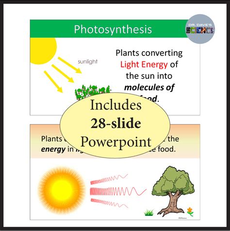 Photosynthesis Activities And Unit Bundle Made By Teachers