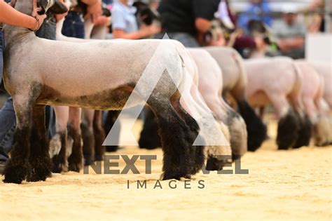 Premium Lamb Show Next Level Images