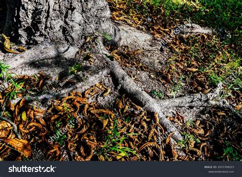 Naked Tree Roots Autumn Woodland Covered Stock Photo 2037709223 Shutterstock