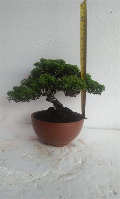 Bonsai Juniperus Sinensis Sargentii Y Furniture Home Living