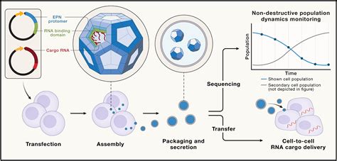 Rna “couriers” Enabling Synthetic Cell To Cell Communication In Human Cells Cell