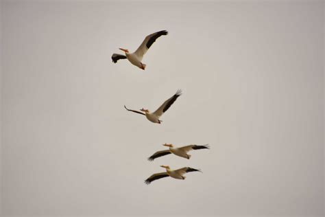 Bird Migration: How, Why, and Where Birds Fly South in the Winter - A-Z ...