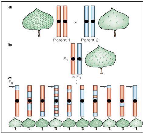 Figure 3 From The Genetic Dissection Of Quantitative Traits In Crops