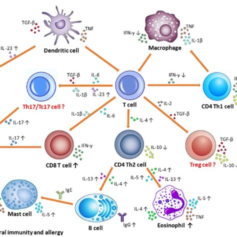 Life cycle of Sarcoptes scabiei. With permission from Currie and ...