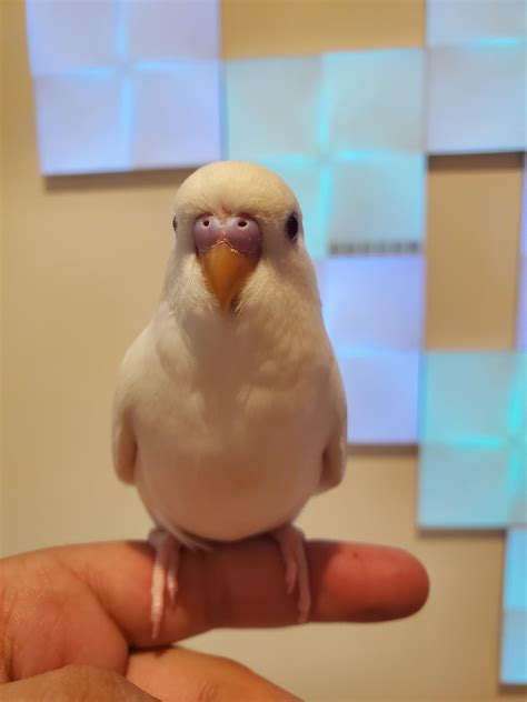 What Sex Is This Lovely Bird The Other 1 Had A Complete White Cere R Budgies