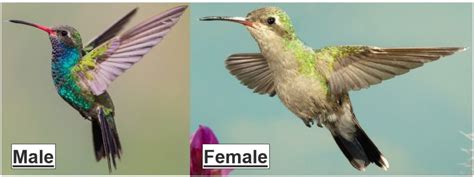 17 MOST COMMON Hummingbirds in Mexico! (2025) - Bird Watching HQ