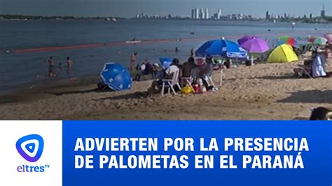 Advierten por la presencia de palometas en el río Paraná YouTube