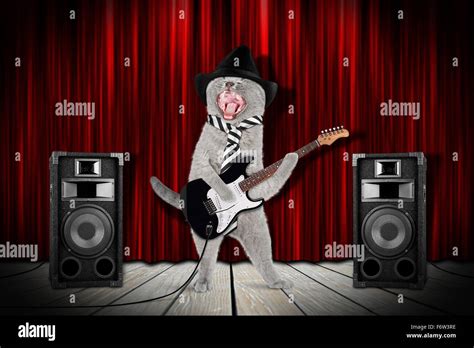 funny rock star cat with guitar and speakers on stage Stock Photo - Alamy