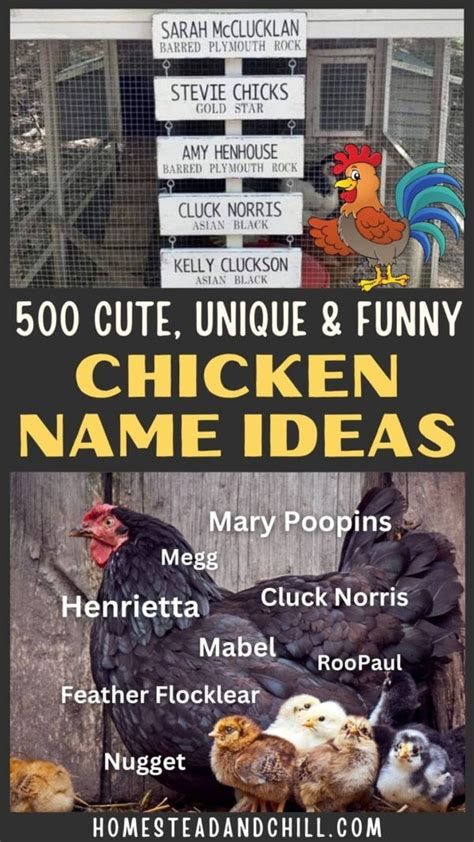 500 Best Chicken Names Funny Cute Unique Puns And More Homestead