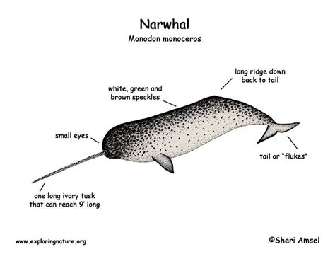 Species Description Help Save The Narwhals Narwhal Narwhal Facts