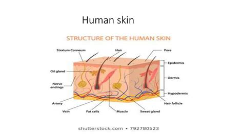 SOLUTION: Anatomy of the integumentary system - Studypool