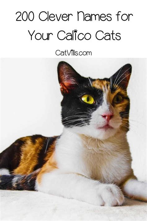 200 Clever Calico Cat Names Including Food Ones