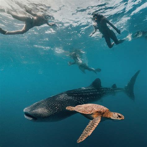 Unveiling the Mystery: Shifting Whale Shark Migration Patterns in the Arabian Sea and Ethical ...