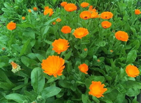 CALENDULA OFFICINALIS: Not Just a Bless for Your Skin and Garden ...