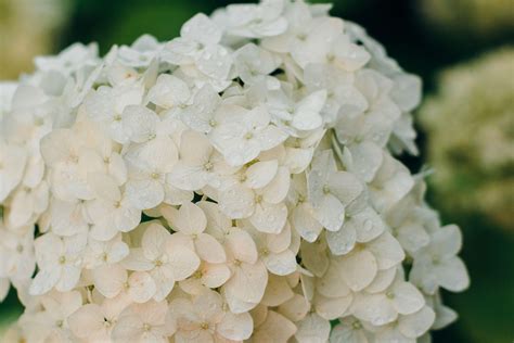 White Hydrangea Wallpapers - Top Free White Hydrangea Backgrounds - WallpaperAccess