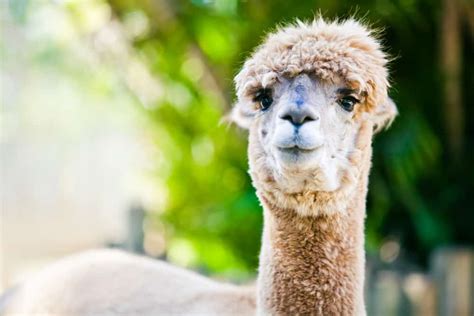 Alpaca vs Llama: How are they different? - Northern Nester