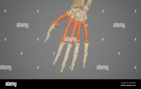 Medical Illustration of Metacarpal Bones Stock Photo - Alamy