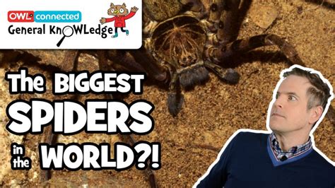 General KnOWLedge: What is the world's biggest spider? - Owl Connected