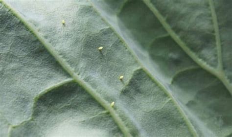 Organic Cabbage Moth Control