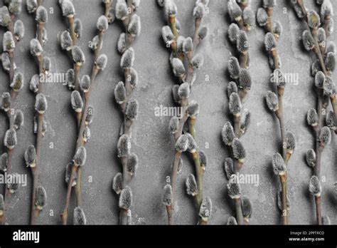 Beautiful Pussy Willow Branches On Grey Background Flat Lay Stock Photo Alamy