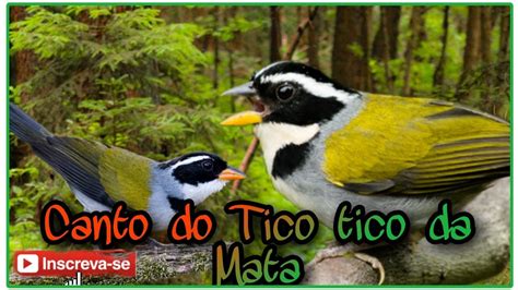 Canto Do Tico Tico Da Mata Canto Para Esquentar Seu Tico Tico Youtube