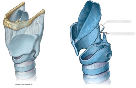 Laryngeal Cartilage Diagram Quizlet