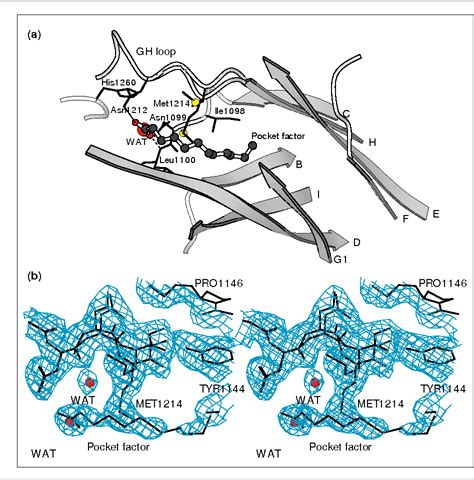 Table 1 from The refined structure of human rhinovirus 16 at 2.15 A ...