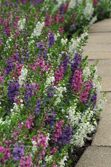 ANGELONIA angustifolia SERENITA MIX - Muller Seeds