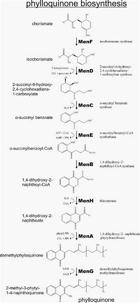 Figure 3 From The Biosynthesis Of Phylloquinone Vitamin K1 In Higher