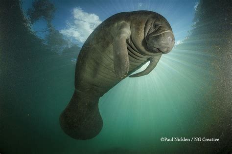 Manatee Hd Wallpapers Top Free Manatee Hd Backgrounds Wallpaperaccess