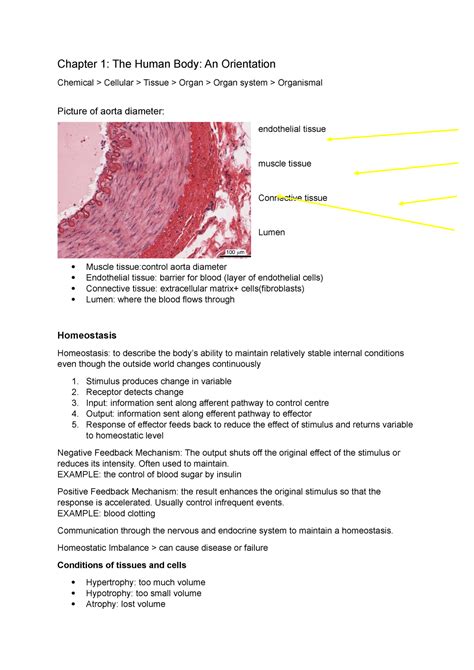 Samenvatting Cel En Weefsel Chapter 1 The Human Body An Orientation