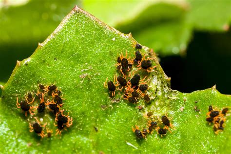 A Big Year For Bryobia Mites Cesar Australia