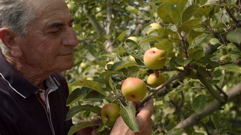 Monte San Martino Saperi E Sapori Della Mela Rosa Tutto Pronto Per