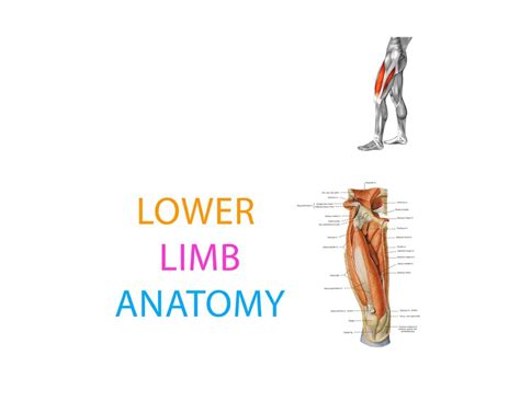 solution  limb lecture  studypool