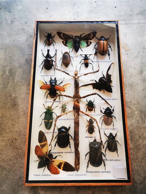 Mix Beetle Collection Insect Taxidermy Entomology Wood Box Etsy