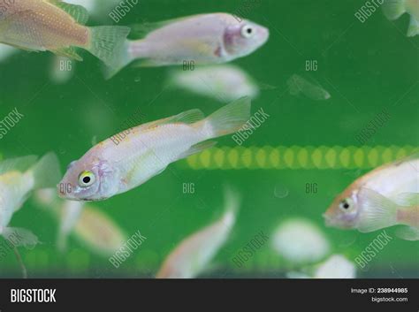 Fish Spa Aquarium Image & Photo (Free Trial) | Bigstock