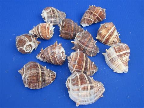 3 To 3 12 Inches King Crown Conch Shells For Large Hermit Crab Homes