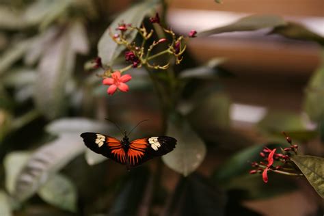 The Butterfly Pavilion at the Natural History Museum is so dreamy | DC ...