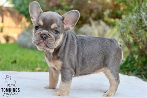 French Bulldog Size and Appearance: What to Expect as They Grow ...