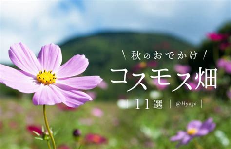 【兵庫県】コスモスの名所11選！見ごろやイベント情報も紹介♪秋のおでかけにおすすめ2021｜兵庫県はりまエリア姫路・加古川などの地域