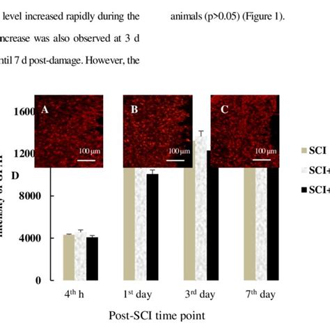 Immunohistologic Analysis Of Gfap In Spinal Cord Sections A C