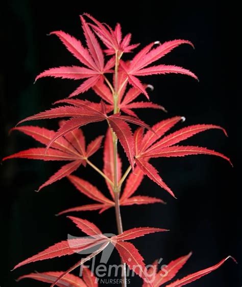 Acer Palmatum Red Pygmy