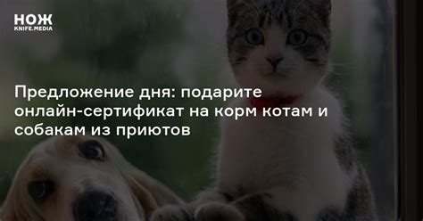 Предложение дня: подарите онлайн-сертификат на корм котам и собакам из ...