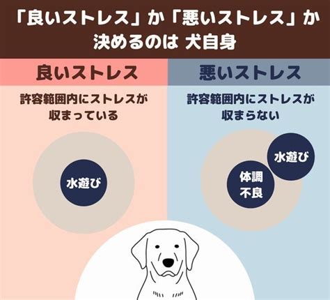 愛犬のストレスに気づけてる犬にストレスを溜めさせない方法は動物看護師が解説 愛犬との旅行ならイヌトミィ