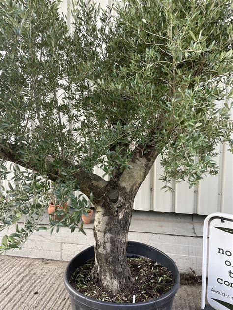mature tree for sale 10
