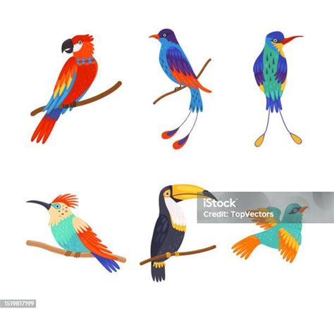 Ensemble Doiseaux Colorés Illustration Vectorielle De Dessin Animé